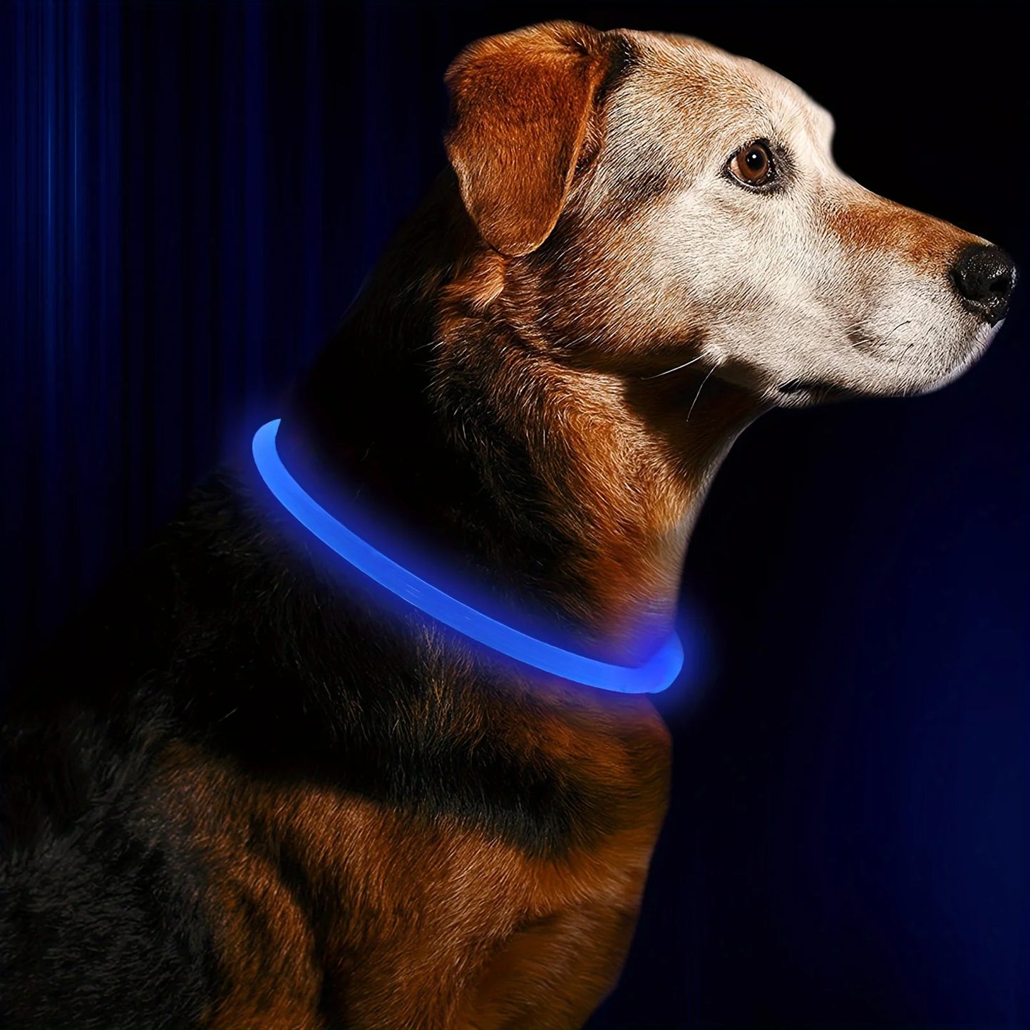 LED Luminous Safety Dog Collar – USB Rechargeable & Weather-Resistant Nylon