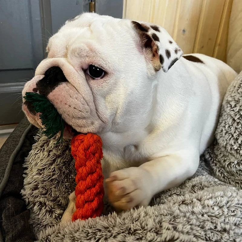 Teeth Cleaning Rope Toy for Small Dogs – Bite-Resistant Cotton Molar Stick for Healthy Gums