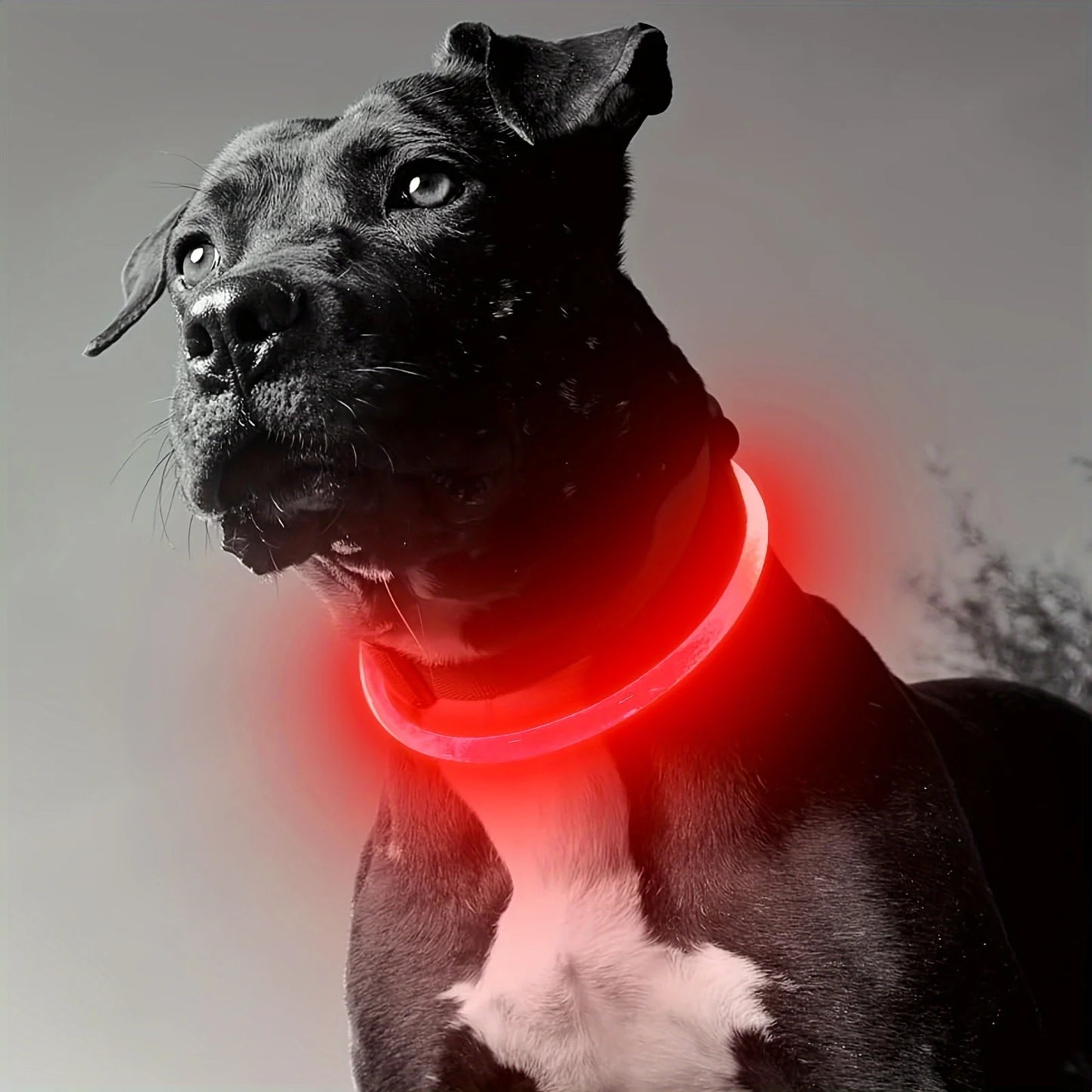 LED Luminous Safety Dog Collar – USB Rechargeable & Weather-Resistant Nylon